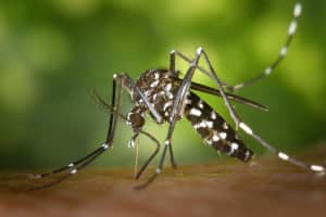 Seven Mosquito Samples Found On Long Island Test Positive For West Nile Virus