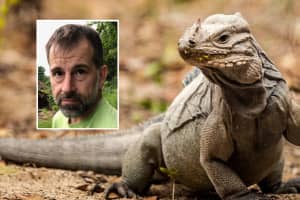 Jersey Shore Man Admits Labeling Hong Kong-Bound Shipment Of Iguanas As 'Toys'