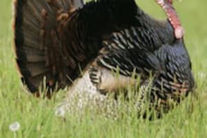 Residents Up In Arms After 'Gobbles' The Turkey Shot, Killed In Connecticut