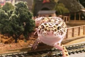 Train Show Ends, Greenburgh Nature Center Plans For 2016