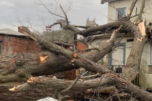 Large Tree Falls On New London Home, Displacing 10 Residents