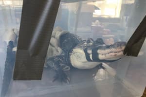 'They Do Not Make Good Pets': 9-Year-Old Alligator Surrenders To Suffolk County SPCA
