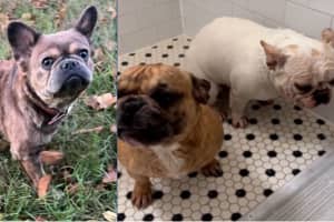 French Bulldogs Stolen At Gunpoint During Armed Daytime Dognapping In Southeast DC
