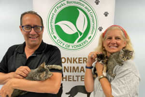 Fifteen Cats Left Alone In A Yonkers Apartment Rescued, Up For Adoption
