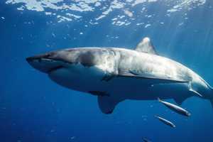 ID Released For Boston Woman Killed By Shark In Bahamas