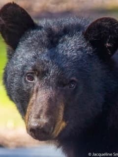 Black Bear Sighting Reported In Westport