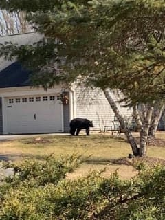 New Bear Sighting Reported, This One In Pawling