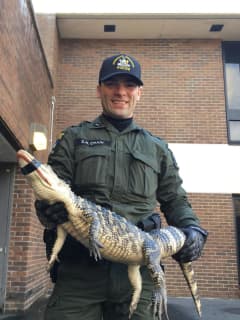 Alligator Found Near Bushes In Hudson Valley Park
