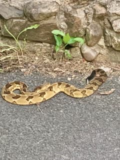 Rattlesnake Discovered In Driveway Of Rockland Residence