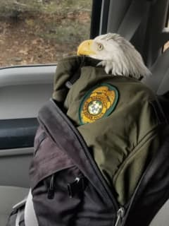 Injured Bald Eagle Rescued By Hiker, ECONN Police