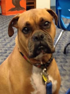 Meet Wrigley The Therapy Dog At Millbrook Library