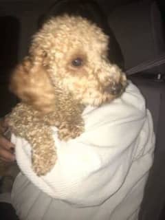 Lost In Yonkers: Do You Know This Dog?
