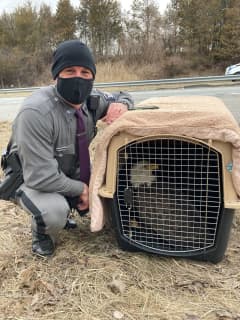 New York State Police Trooper Rescues Injured Bald Eagle In Area
