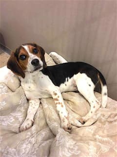 Know Her?  Young Beagle Found In Patterson
