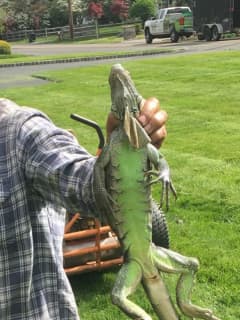 Know It? 4-Foot Long Iguana Found In Rockland