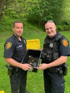 Ducklings Stuck In Storm Drain Rescued By Police Officers In Area