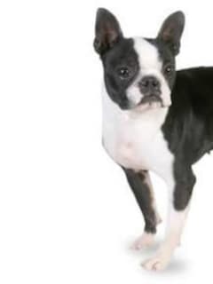 Injured Boston Terrier Found In Ridgefield