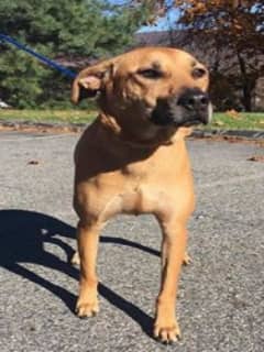 Do You Know Her? Dog Found Near Putnam Diner On Route 22