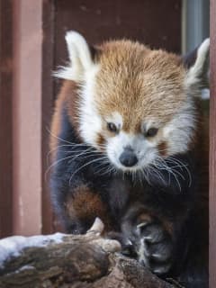 Bridgeport's Beardsley Zoo Mourns Death Of Beloved Red Panda Rochan At 7
