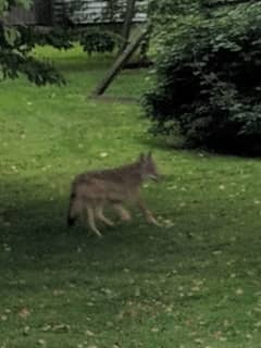 Photos: New Coyote Sighting Reported In Westchester Backyard
