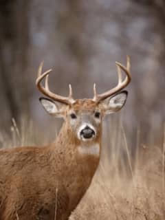 Here's How Many Deer NY Hunters Killed This Fall, Marking Increase For Third Straight Year