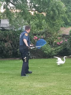 Photos: Egret Unable To Fly Or Walk Rescued On Long Island