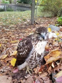 Bird's The Word: Police Rescue Injured Hawk In New City