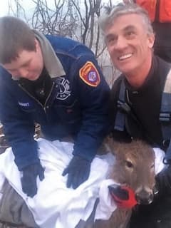 Ridgefield, Leonia Firefighters Rescue Deer Who Fell Through Overpeck Ice