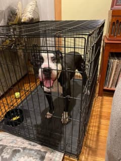 Police Ask Help In Reuniting Dog Found In Yorktown With His Owners