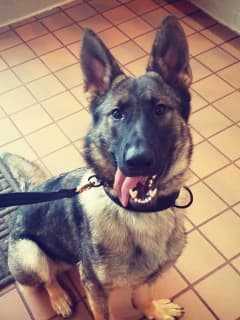 Fairfield Residents Warned Of Calls Seeking Donations For Police K-9 Unit