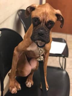 Emaciated Boxer's Will To Live Is What Saved Her, Oakland Rescue Says