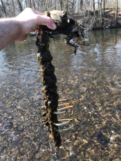 Man Finds Mystery Skeleton In Pequannock River