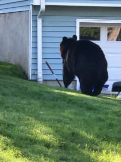 Bear Facts: Rockland Family Gets An Unexpected Visitor