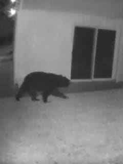 Large Black Bear Spotted Roaming Around Rockville Neighborhood