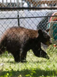 Orange County Man Attacked By Black Bear In His Garage