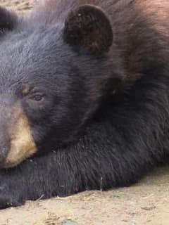 Bear Struck, Killed On Merritt Parkway
