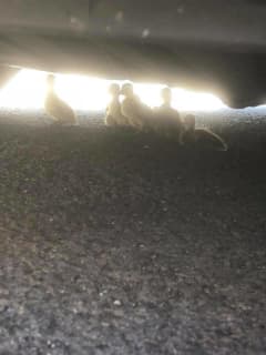 Mallard, 10 Ducklings Rescued From Area Shopping Center