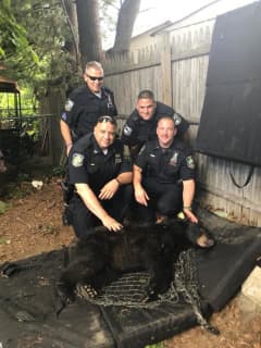 Bear Fact: Police Tranquilize Bruin Seen On 9W In Rockland Near McDonald's
