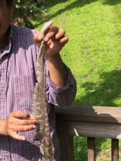 Slithering Timber Rattlesnakes Spark Calls To Police In Rockland