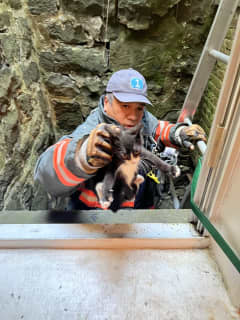 Purr-fect Rescue: Kitten Found Stuck in Shaft Inside Residence In Westchester