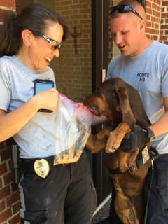 BLOODHOUND GANG: Police K9s From Throughout NJ Learn New Tricks In Maywood