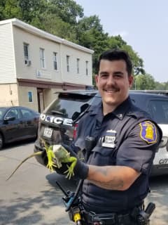To The Rescue: Police Officers Help Corral Loose Iguana In Yonkers