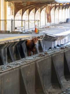 STEER CLEAR: Bull Wandering On Tracks Delays NJ Transit Service In Newark