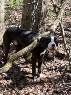 Dog Found Purposely Hooked By Collar To Tree At Sanctuary In CT