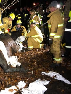 Hours-Long Emergency Effort Frees Trapped Horse In Putnam