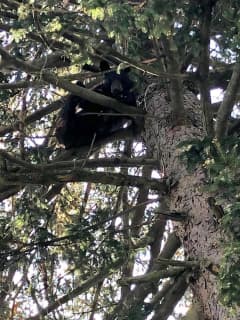 Photos: Residents Grin, Bear It As Cub Climbs Tree In Ramapo