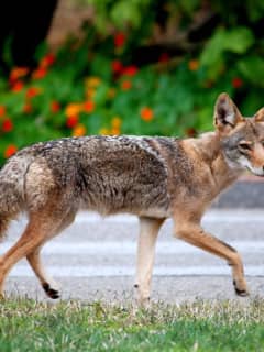 Coyote Sighting Outside Nearby Restaurant Prompts Students To Stay Indoors In Valhalla
