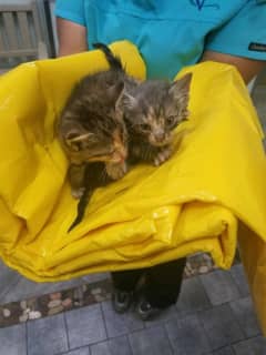 Kittens Rescued From Storm Drain In Area