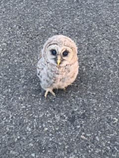Baby Owl Rescued From Middle Of Busy Roadway In Easton