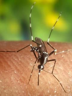 Mosquitoes With West Nile Found In Westchester